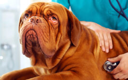 Vet Visit - Male veterinarian checking up a dog on table in veterinary clinic.