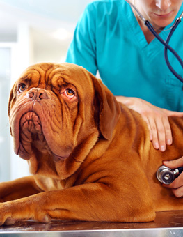 Vet Visit - Male veterinarian checking up a dog on table in veterinary clinic.