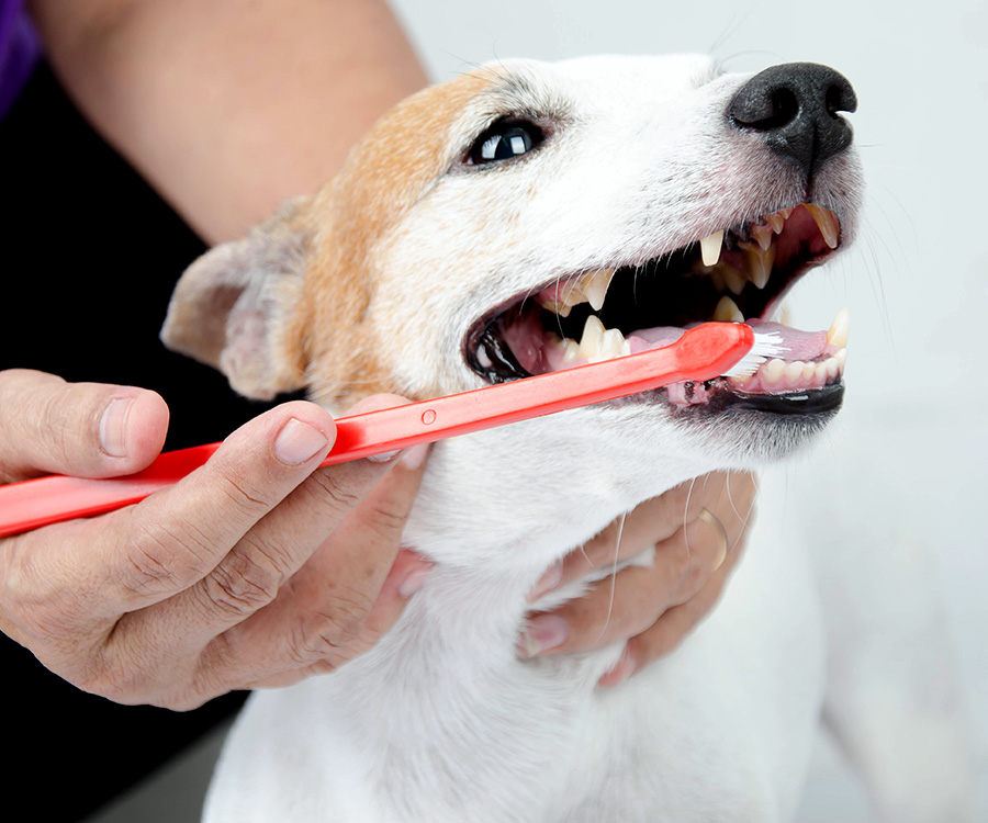 Vet Visit - Hand brushing dog's tooth for dental care