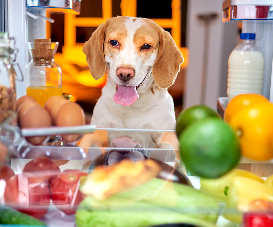 What vegetables can dogs not eat - Dog looking into a fridge full of vegetables