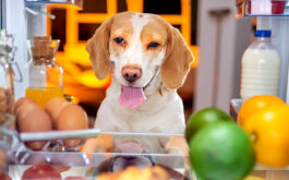 What vegetables can dogs not eat - Dog looking into a fridge full of vegetables