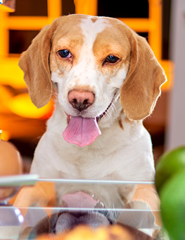 What vegetables can dogs not eat - Dog looking into a fridge full of vegetables