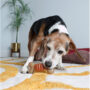 Dog chewing on a Hartz chompathon durable dog toy.