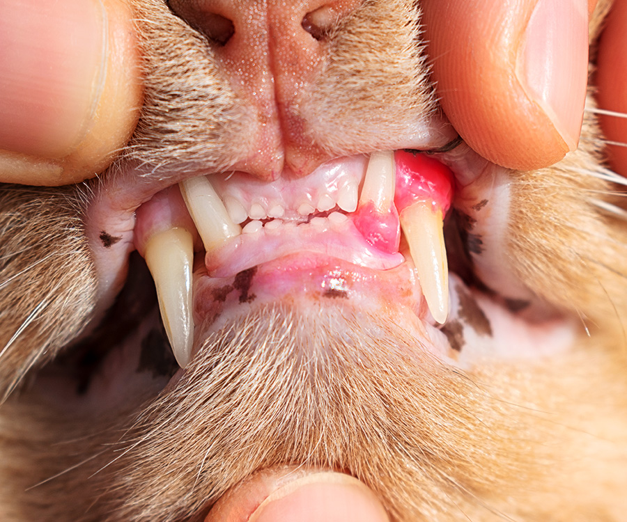 Dental disease in pets - Closeup of gloved hands holding open cat's mouth to show red, swollen and inflamed gums.