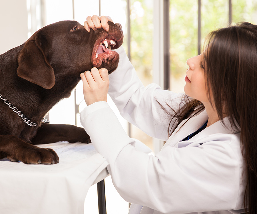 Dental disease in pets - Young female veterinarian opening a dog's mouth and examining its teeth in her office.