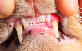 Dental disease in pets - Closeup of gloved hands holding open cat's mouth to show red, swollen and inflamed gums.