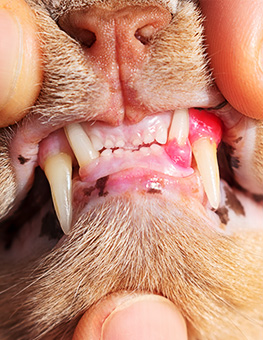 Dental disease in pets - Closeup of gloved hands holding open cat's mouth to show red, swollen and inflamed gums.