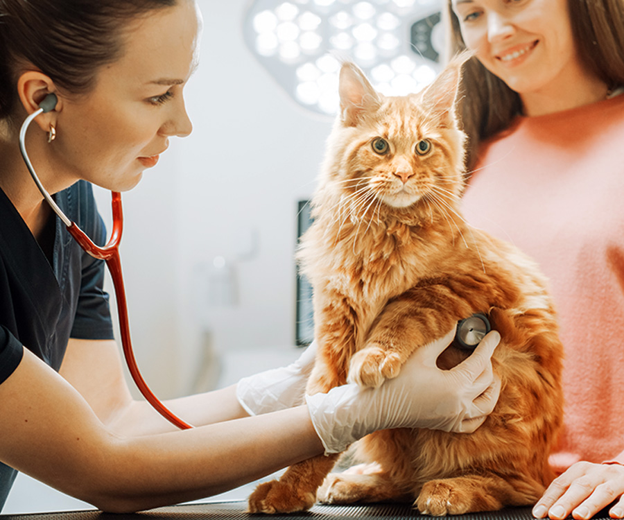 How to choose a vet for my cat - Female vet using a stethoscope on orange cat while female owner looks on in background.