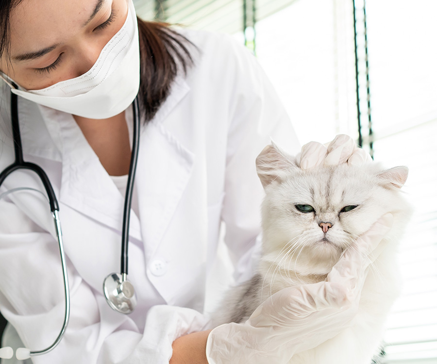 How to choose a vet for my cat - Asian female vet examining a white cat.