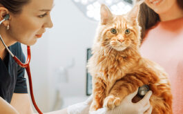 How to choose a vet for my cat - Female vet using a stethoscope on orange cat while female owner looks on in background.