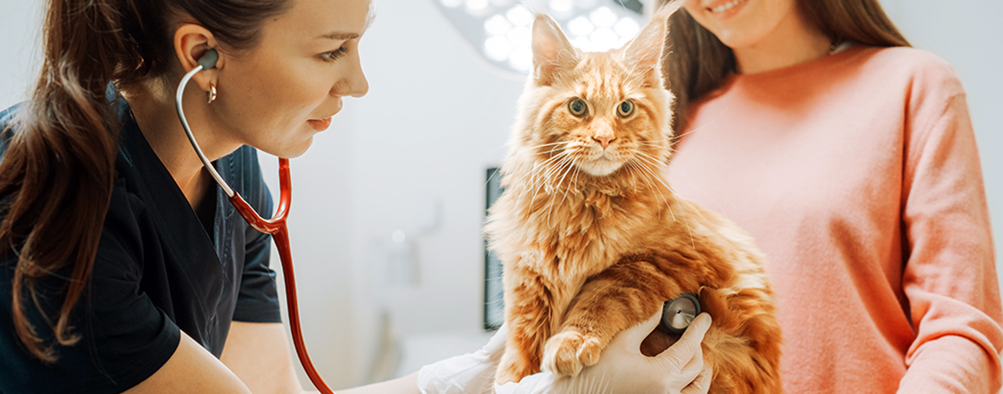 Selecting A Vet For Your Cat Hartz