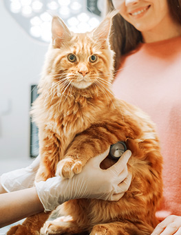 How to choose a vet for my cat - Female vet using a stethoscope on orange cat while female owner looks on in background.