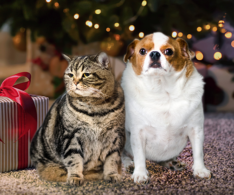 Overweight cat and dog sitting in front of a Christimas tree with gifts.