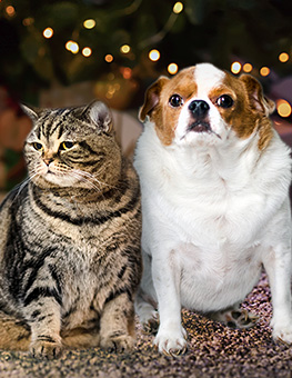How to keep your pet healthy - Overweight cat and dog sit in front of a Christmas tree with gifts.