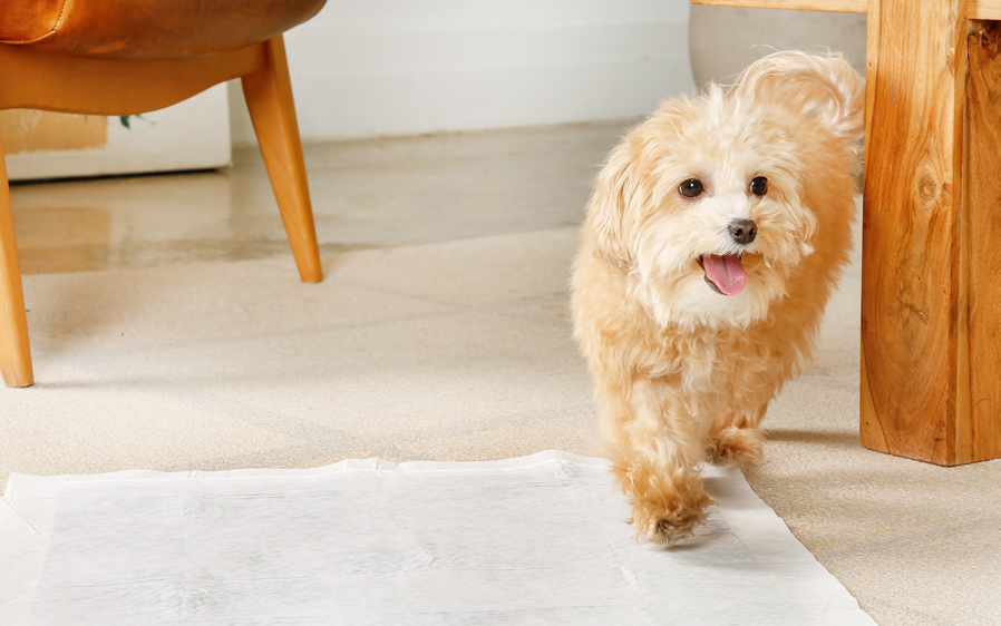 Smal dog on a Miracle Guard extra absorbent dog pads.