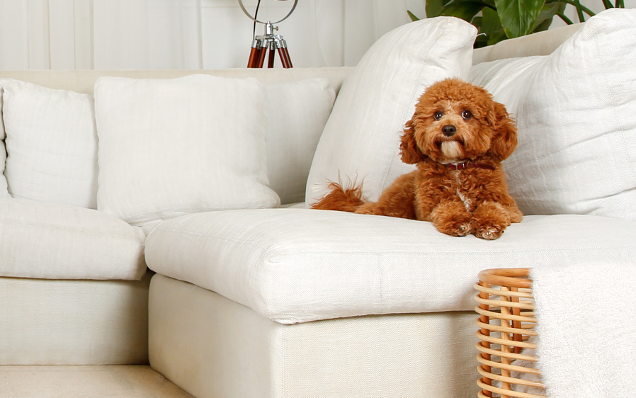 content small dog lying on a sofa.