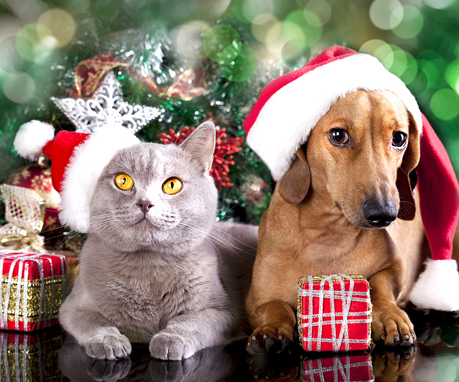 Pet Gifts - British kitten and dog dachshund with Christmas gift in front of tree.