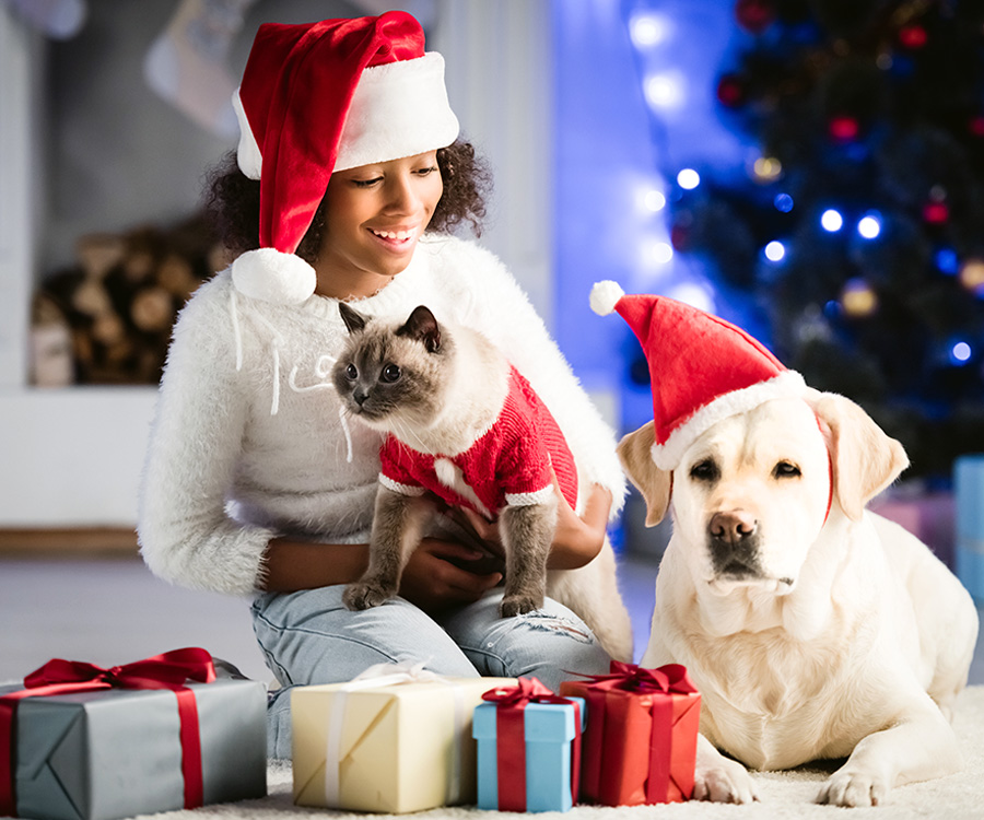 Pet Gifts - Happy african american girl in santa hat, hugging cat and sitting near labrador on white rug with presents.