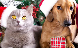 Pet Gifts - British kitten and dog dachshund with Christmas gift in front of tree.