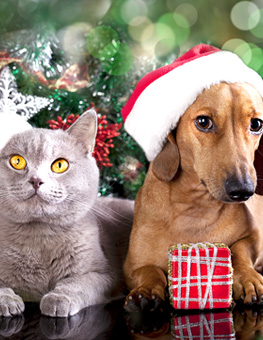 Pet Gifts - British kitten and dog dachshund with Christmas gift in front of tree.