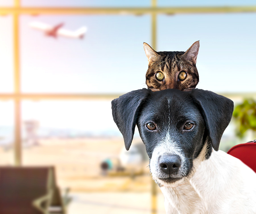 Flying with Pets - Dog and cat waiting in airport terminal, airplane taking off seen in window, luggage to the side.