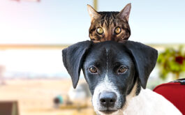 Flying with Pets - Dog and cat waiting in airport terminal, airplane taking off seen in window, luggage to the side