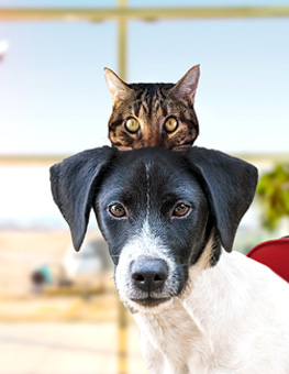 Flying with Pets - Dog and cat waiting in airport terminal, airplane taking off seen in window, luggage to the side