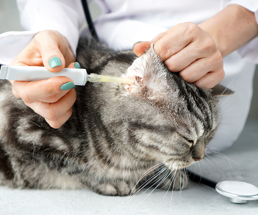 How to clean ear mites in cats - Close shot of a female vets hands, as they apply medication from a plastic tube into a tabby cat's right ear.