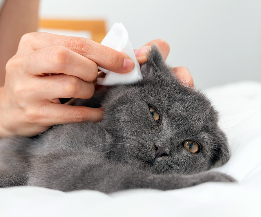 How to clean ear mites in cats - Closeup ofa gray cat looking at camera as a feminine hand cleaning its right ear.