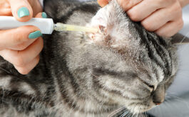 How to clean ear mites in cats - Close shot of a female vets hands, as they apply medication from a plastic tube into a tabby cat's right ear.