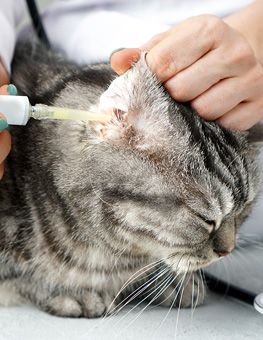 How to clean ear mites in cats - Close shot of a female vets hands, as they apply medication from a plastic tube into a tabby cat's right ear.