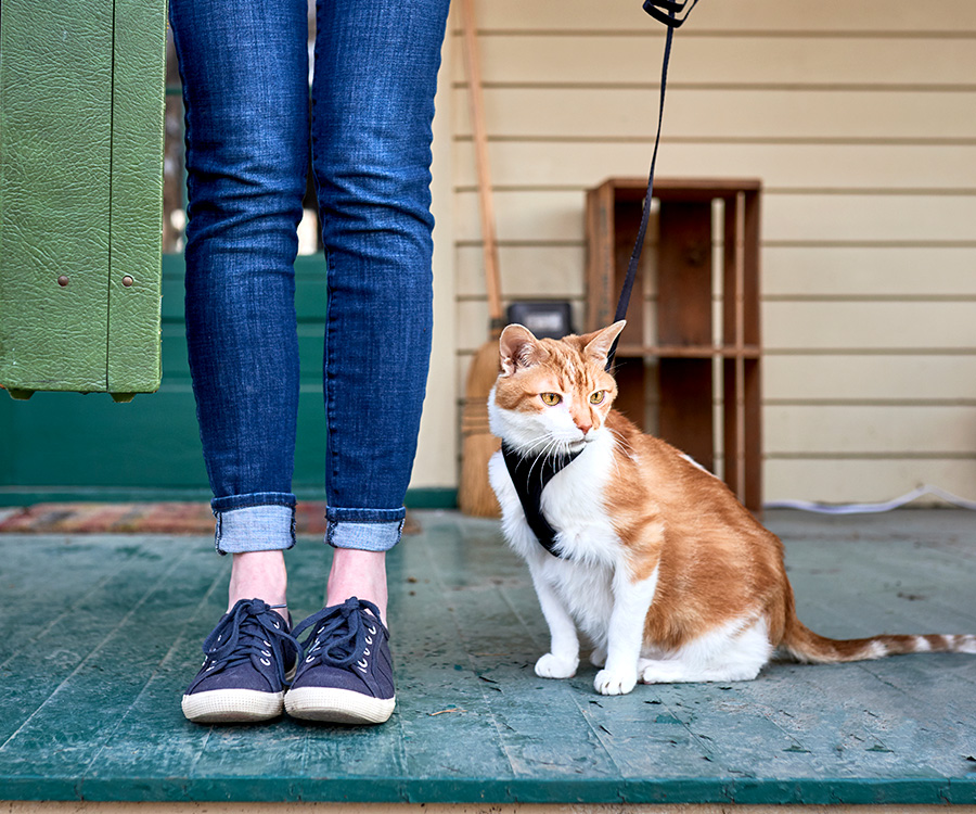 How to travel with a cat - Legs of young woman in jeans holding a green suitcase standing next to her cat who is wearing a black harness.
