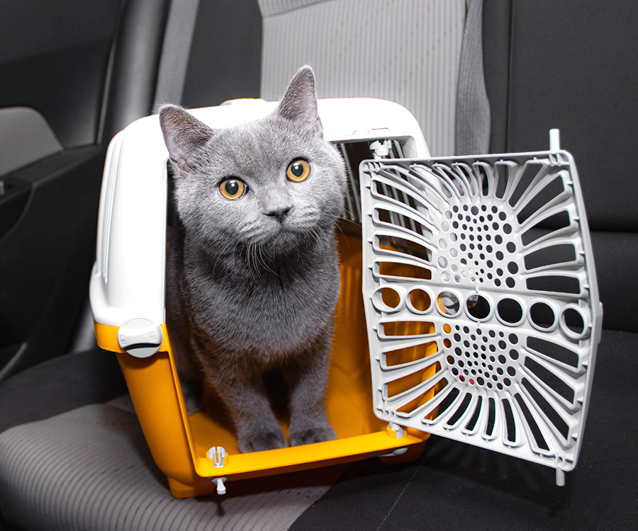 How to travel with a cat - Gray cat sits in open carrrier in a car.