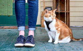 How to travel with a cat - Legs of young woman in jeans holding a green suitcase standing next to her cat who is wearing a black harness