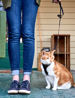 How to travel with a cat - Legs of young woman in jeans holding a green suitcase standing next to her cat who is wearing a black harness