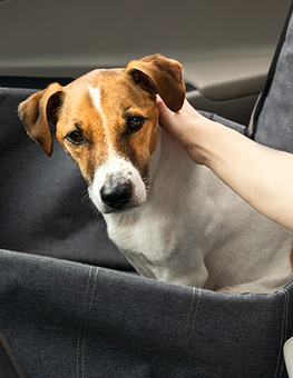 How to travel with a dog - Dog sits in special dog seat in front passenger seat, while a woman offers comfort.