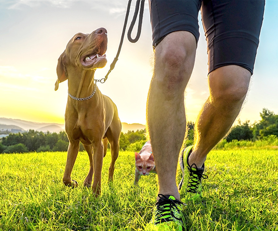 New Years Pets - Dog, cat, and legs of runner on field under golden sunset sky in evening time.