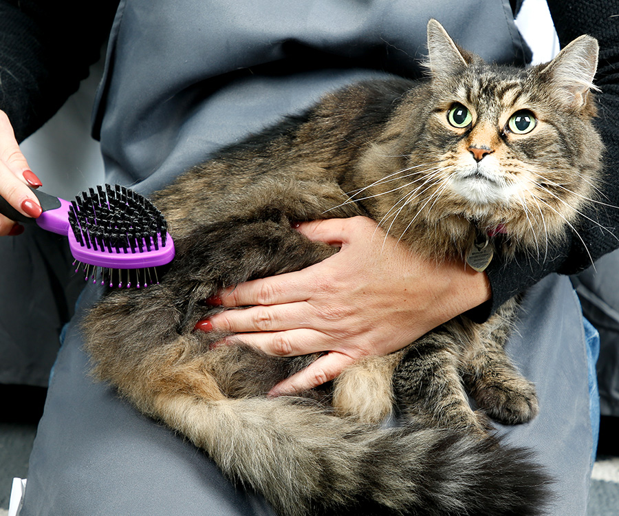 New Years Pets - Cat sits on woman's lap as she brushes her fur.