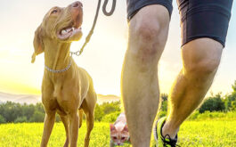 New Years Pets - Dog, cat, and legs of runner on field under golden sunset sky in evening time.