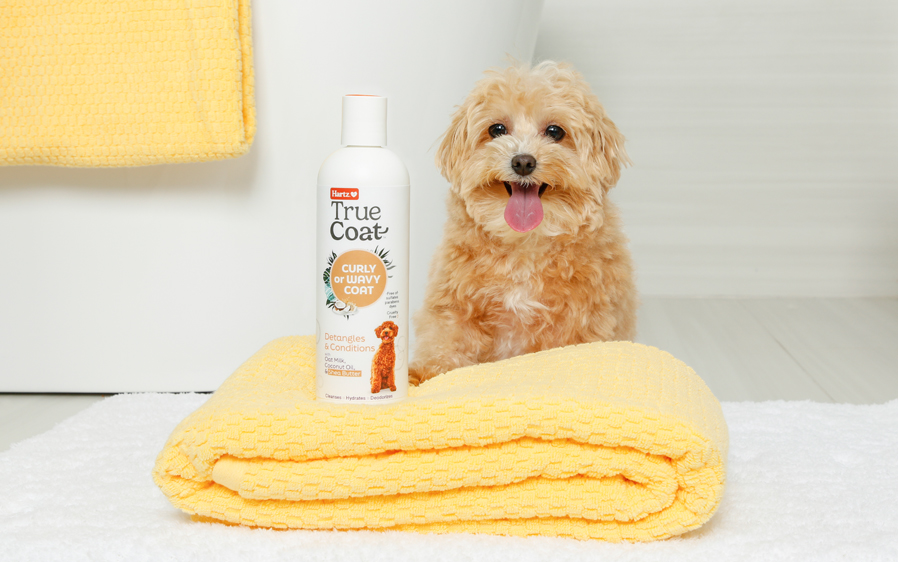 Clean dog posing with detangler shampoo for dogs.