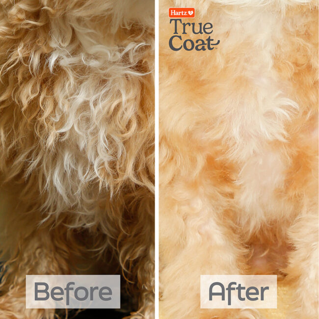 Hartz True Coat deshedding shampoo for dogs, before and after photo.