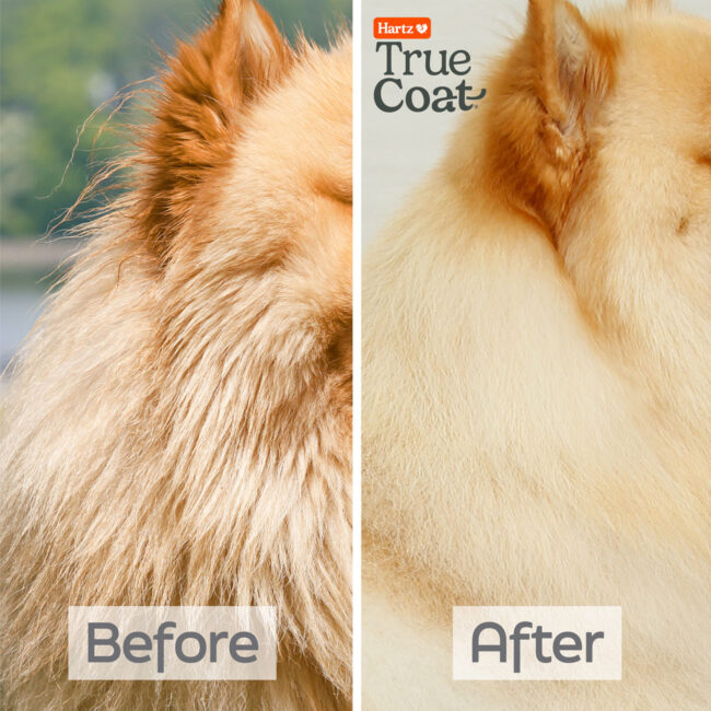 Hartz True Coat Thick Coat detangle shampoo for dogs, before and after photo.