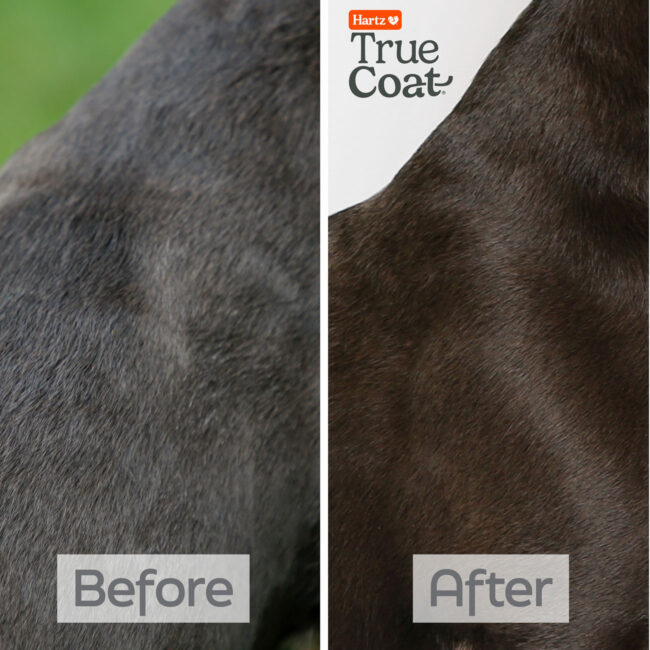 Hartz True Coat short & smooth soothing shampoo for dogs, before and after photo.