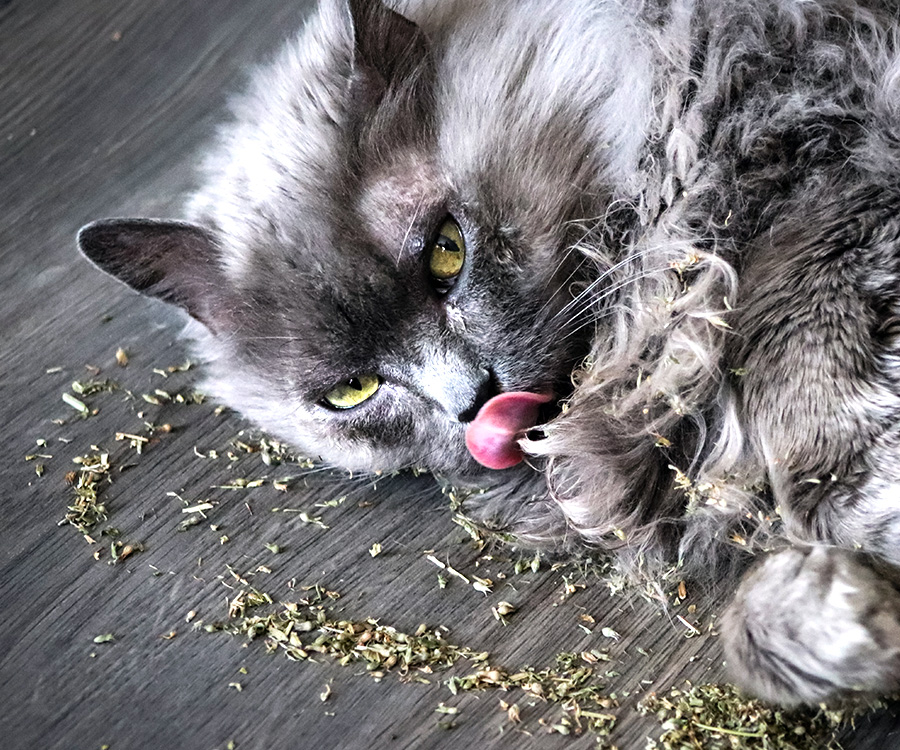 Catnip - Long hair grey cat playing in catnip.