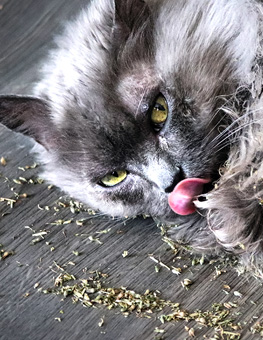 Catnip - Long hair grey cat playing in catnip