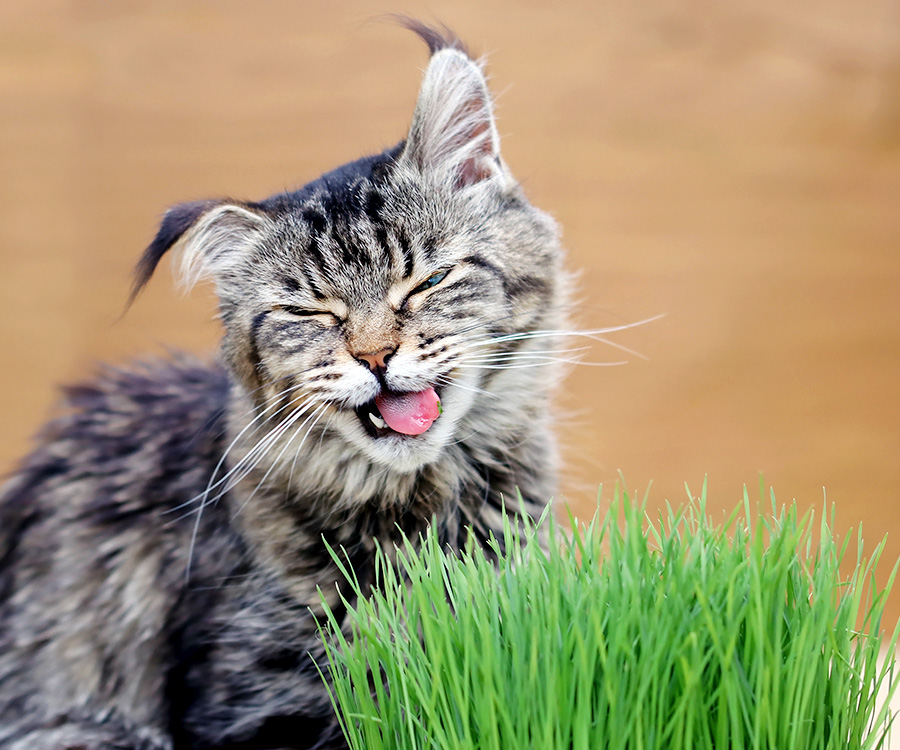 Catnip - Maine Coone cat eating and enjoying catnip or cat grass.