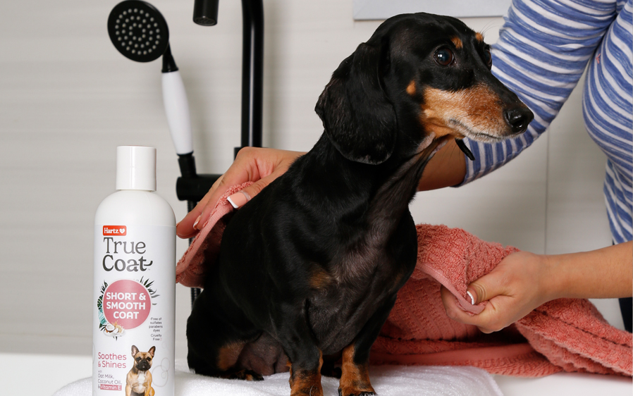 Woman brushing dog washed with Hartz True Coat soothing dog shampoo.