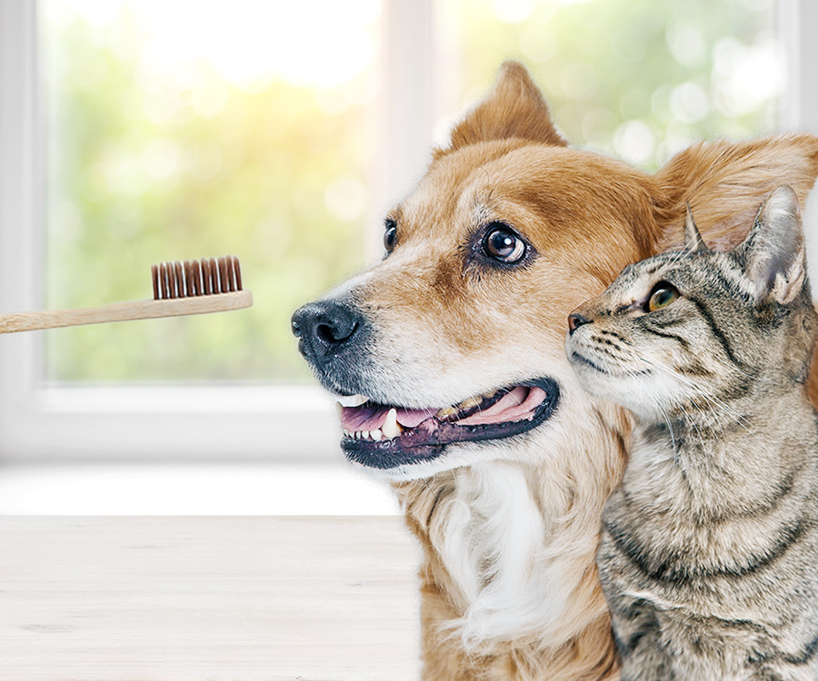 Pet dental health - Happy dog and cat together looking to left at toothbrush.