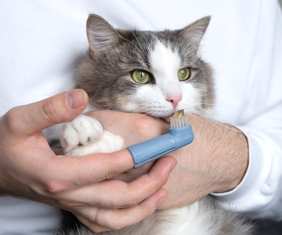 Pet dental health - Closeup of cat in arms of man about to brush their teeth.