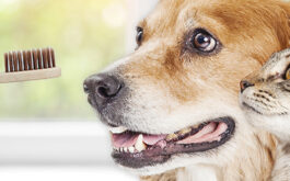 Pet dental health - Happy dog and cat together looking to left at toothbrush.